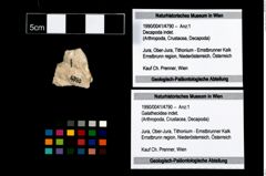 Foto (Objekt + Etikett) von Galatheoidea indet.  (NHMW-GEO-1990-0041-4790)